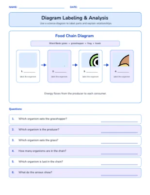 Diagram Labeling & Analysis